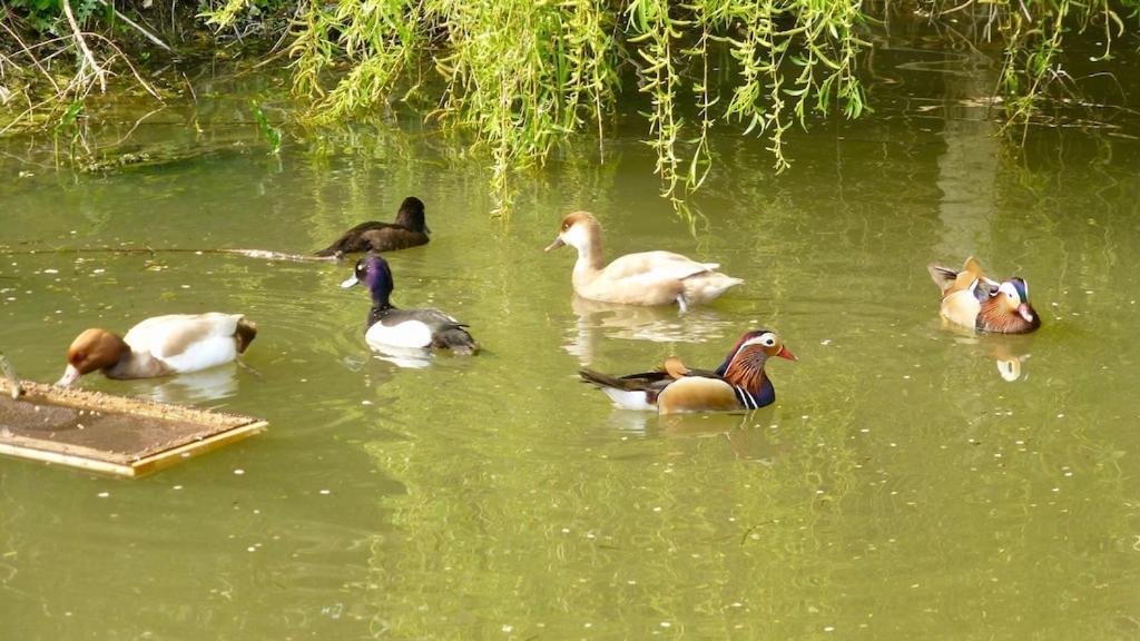 Apartament Owls Nest - Peace And Tranquility Near Woodbridge & Framlingham In Rural Suffolk Zewnętrze zdjęcie